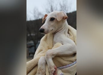 Bola, Zuckerschnute sucht erstes Zuhause