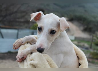 Bola, Zuckerschnute sucht erstes Zuhause