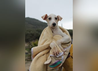 Bola, Zuckerschnute sucht erstes Zuhause