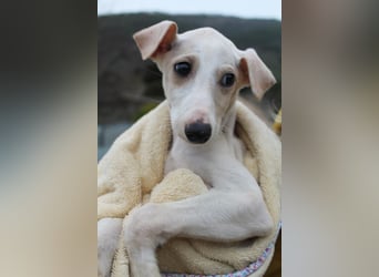 Bola, Zuckerschnute sucht erstes Zuhause