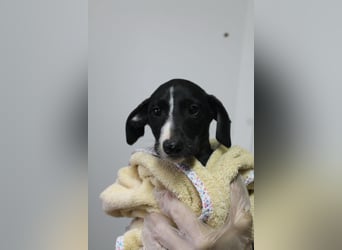 Pandereta, sucht ihr erstes Körbchen