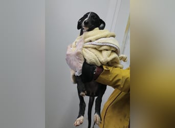 Pandereta, sucht ihr erstes Körbchen