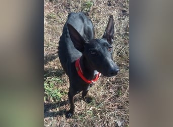 Dinora, zartes Hundemädchen sucht!