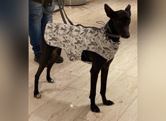 Dinora, zartes Hundemädchen sucht!