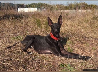 Dinora, zartes Hundemädchen sucht!