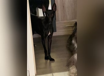 Dinora, zartes Hundemädchen sucht!