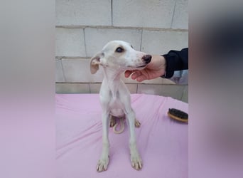 Belén , sucht ihr großes Glück