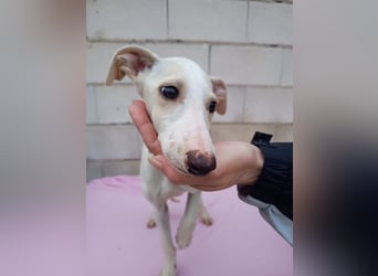 Belén , sucht ihr großes Glück