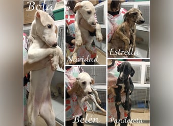 Belén , sucht ihr großes Glück