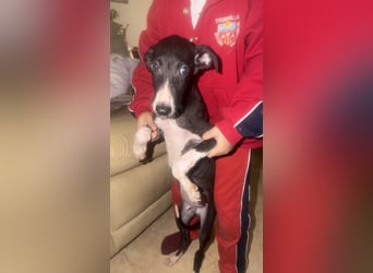 Danny, zartes Galgokind auf Familiensuche