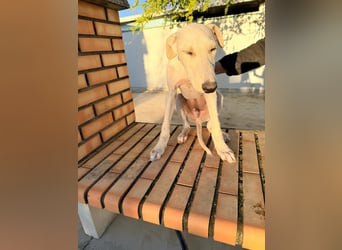 Horus - sanfter junger Galgo sucht Geborgenheit und Hundegesellschaft