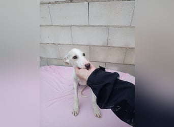 Belén , sucht ihr großes Glück