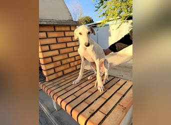 Horus - sanfter junger Galgo sucht Geborgenheit und Hundegesellschaft