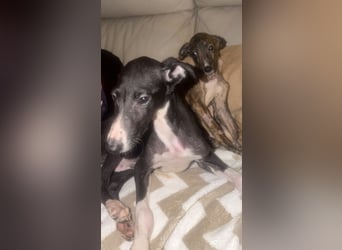 Danny, zartes Galgokind auf Familiensuche