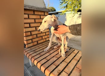 Horus - sanfter junger Galgo sucht Geborgenheit und Hundegesellschaft