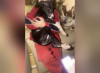 Danny, zartes Galgokind auf Familiensuche