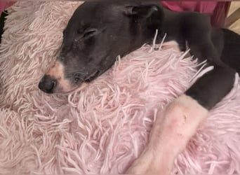 Danny, zartes Galgokind auf Familiensuche