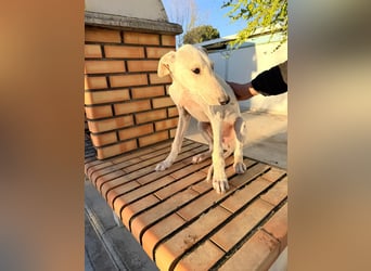 Horus - sanfter junger Galgo sucht Geborgenheit und Hundegesellschaft