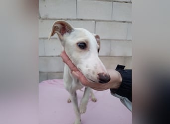 Belén , sucht ihr großes Glück