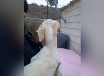 Belén , sucht ihr großes Glück