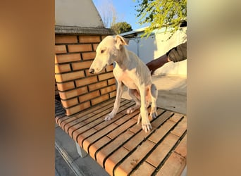 Horus - sanfter junger Galgo sucht Geborgenheit und Hundegesellschaft