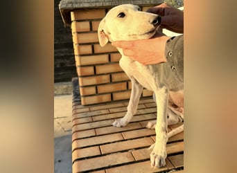 Horus - sanfter junger Galgo sucht Geborgenheit und Hundegesellschaft