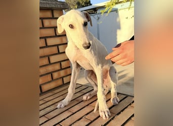 Horus - sanfter junger Galgo sucht Geborgenheit und Hundegesellschaft