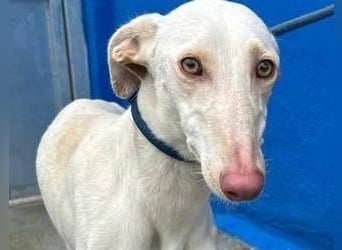 FRAMBUESA ist eine reizende junge Galga