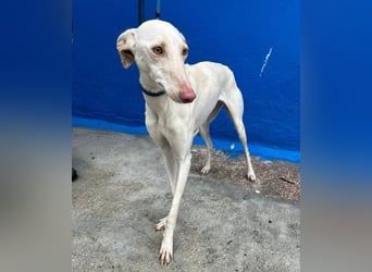 FRAMBUESA ist eine reizende junge Galga