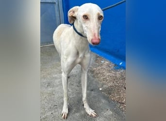 FRAMBUESA ist eine reizende junge Galga