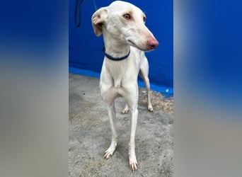 FRAMBUESA ist eine reizende junge Galga