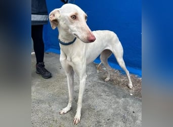 FRAMBUESA ist eine reizende junge Galga