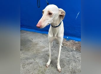 FRAMBUESA ist eine reizende junge Galga