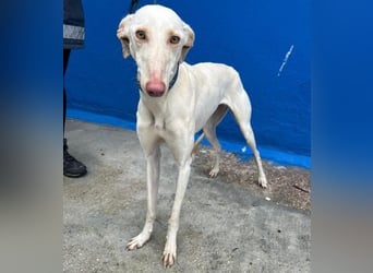 FRAMBUESA ist eine reizende junge Galga