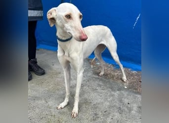 FRAMBUESA ist eine reizende junge Galga