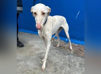 FRAMBUESA ist eine reizende junge Galga