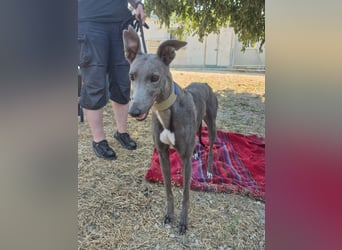 Carina - zarte blaue Galga sucht ihr windhundgerechtes Zuhause