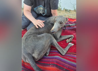 Carina - zarte blaue Galga sucht ihr windhundgerechtes Zuhause