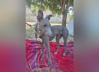 Carina - zarte blaue Galga sucht ihr windhundgerechtes Zuhause
