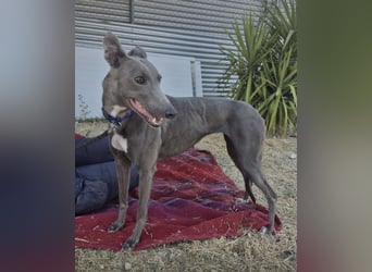 Carina - zarte blaue Galga sucht ihr windhundgerechtes Zuhause