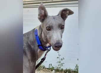 Carina - zarte blaue Galga sucht ihr windhundgerechtes Zuhause