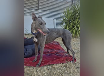 Carina - zarte blaue Galga sucht ihr windhundgerechtes Zuhause