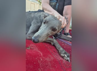 Carina - zarte blaue Galga sucht ihr windhundgerechtes Zuhause