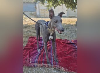 Carina - zarte blaue Galga sucht ihr windhundgerechtes Zuhause