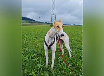 ❤️PAOLA❤️ Auf Pflegestelle in Deutschland