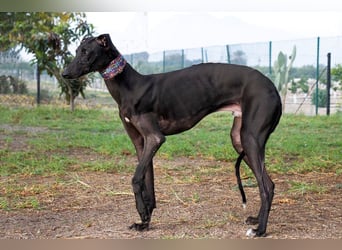 ❤️ ISLERO ❤️