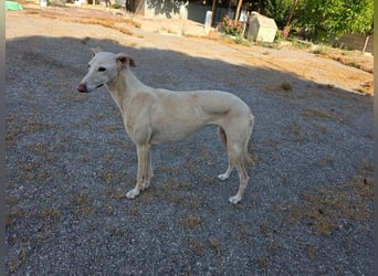 ❤️GRETA (Galgomädchen) sucht immer noch ihr neues Zuhause❤️