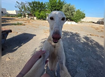 ❤️GRETA (Galgomädchen) sucht immer noch ihr neues Zuhause❤️