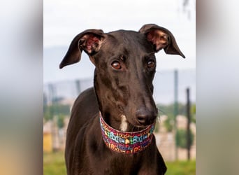 ❤️ ISLERO ❤️