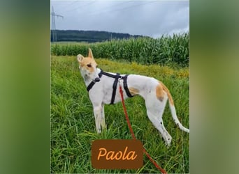 ❤️PAOLA❤️ Auf Pflegestelle in Deutschland